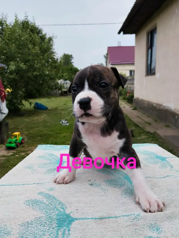 Щенки Ам стаффа, фотография 3