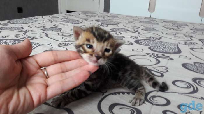 Бенгальские котята, фотография 9