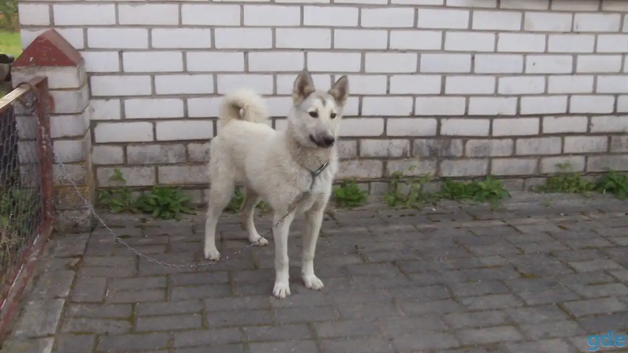 Продам ЗСЛ, фотография 3