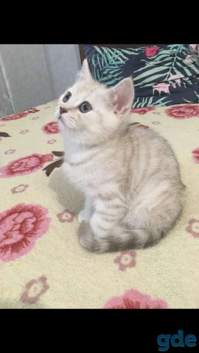 Котята, фотография 5
