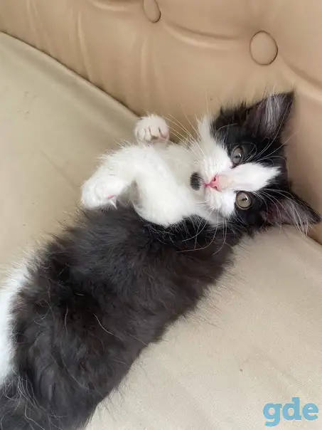 Замечательные котята, фотография 2