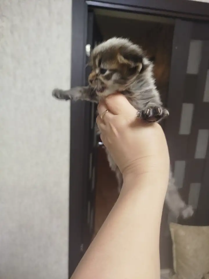 Котята мейн кун, фотография 2