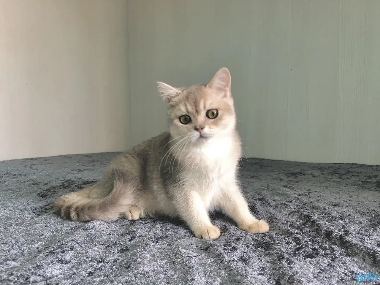Шотландская кошка голубая золотая шиншилла, фотография 5