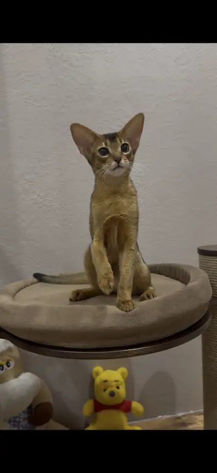 Абиссинский котёнок, девочка, фотография 1