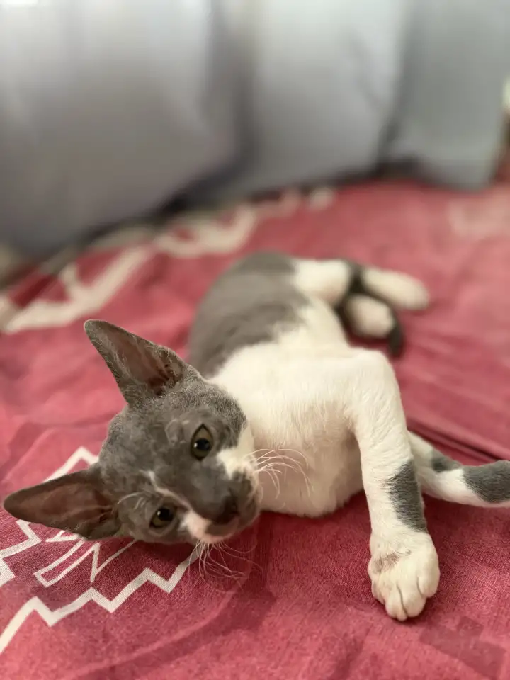 Котята Корниш-рекс, фотография 1