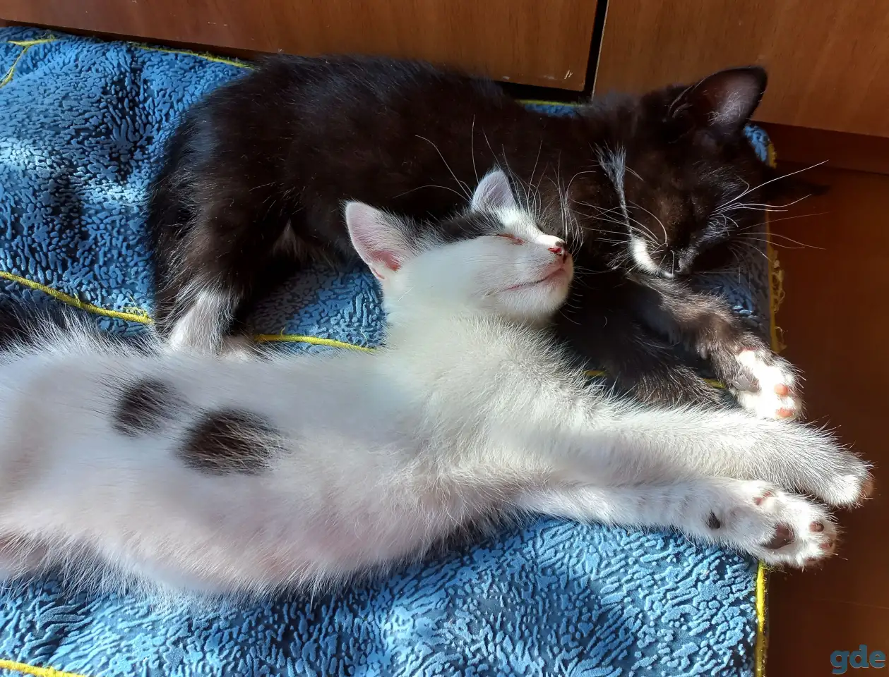 Котята, фотография 3