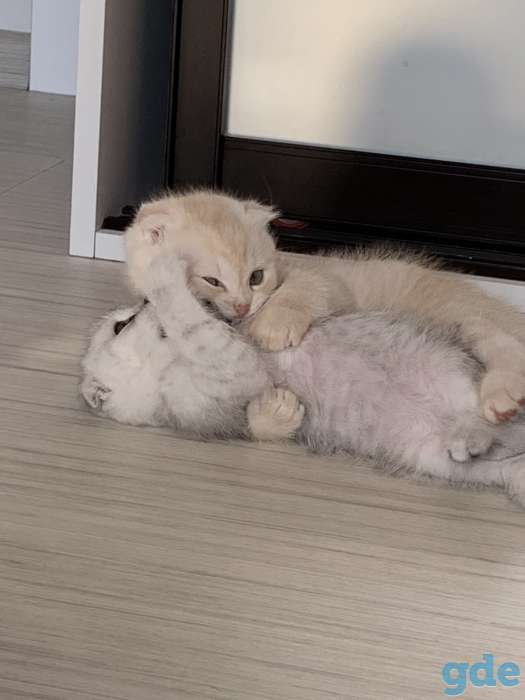 Продаются шотландские вислоухие котята, 2 месяца, фотография 4