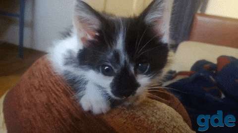 Котенок в добрые руки, фотография 3