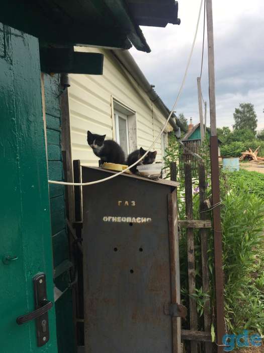 Котята в добрые руки, фотография 9