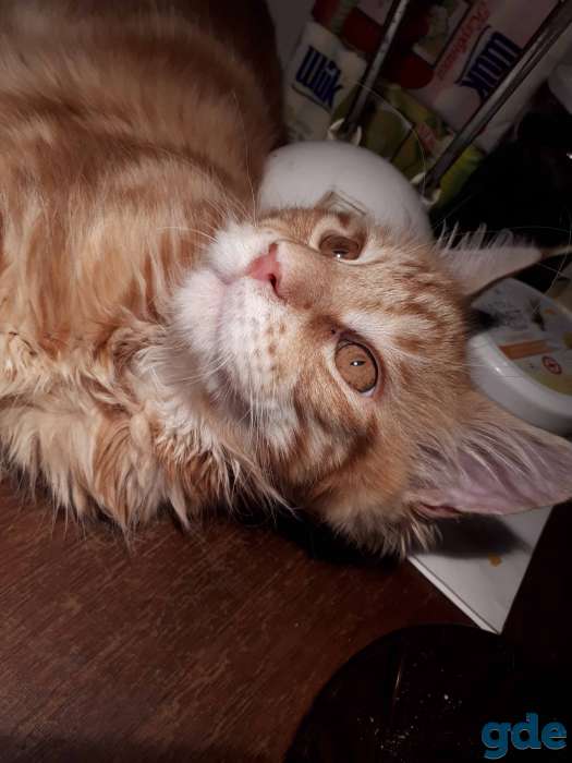 Котята Мейн КУН, фотография 4