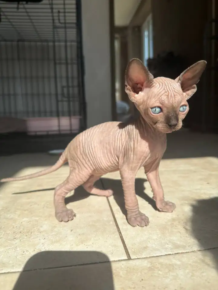 Котята канадского сфинкса, фотография 1