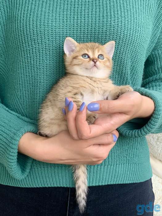 Шикарный шотландский котёнок, фотография 1