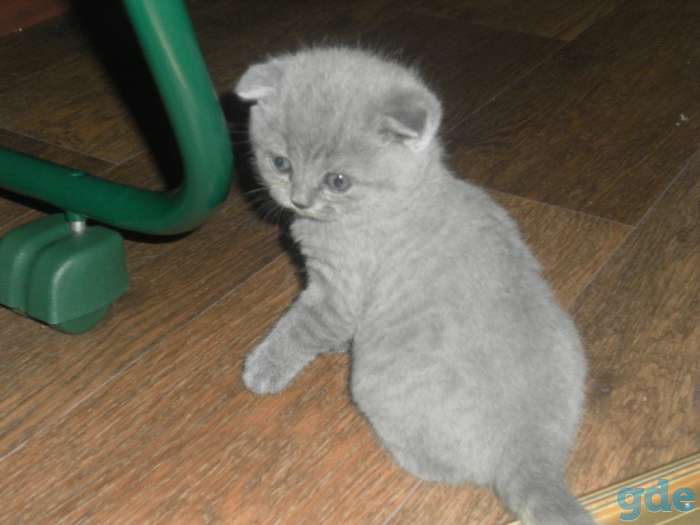Шотландский вислухий котик, фотография 1