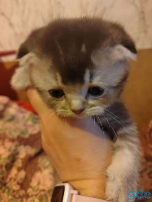 Шотландские котики, фотография 3