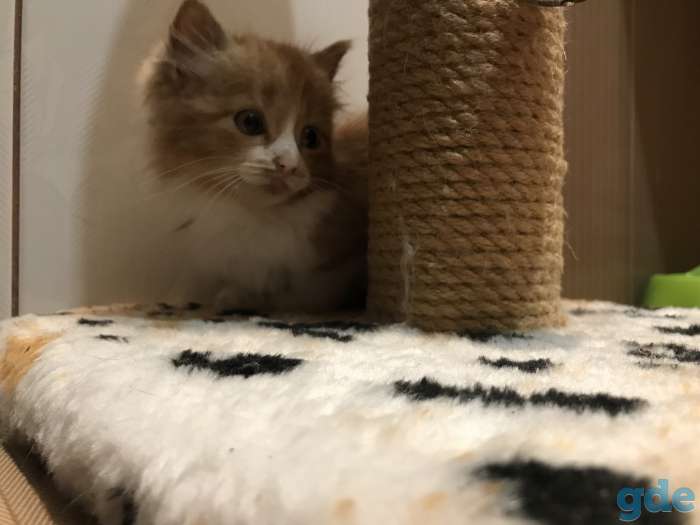 Котёнок рыжий, фотография 11