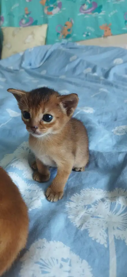 Продам котёнка абиссинской породы, фотография 9