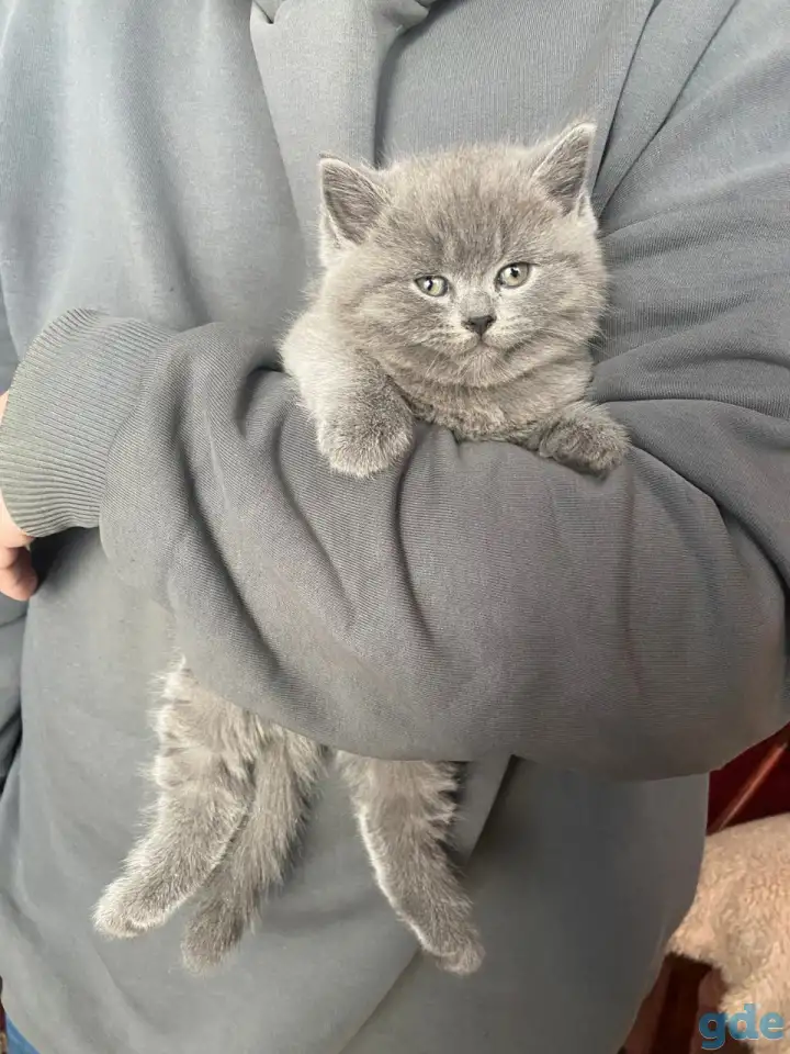 Шотландские котята, фотография 11