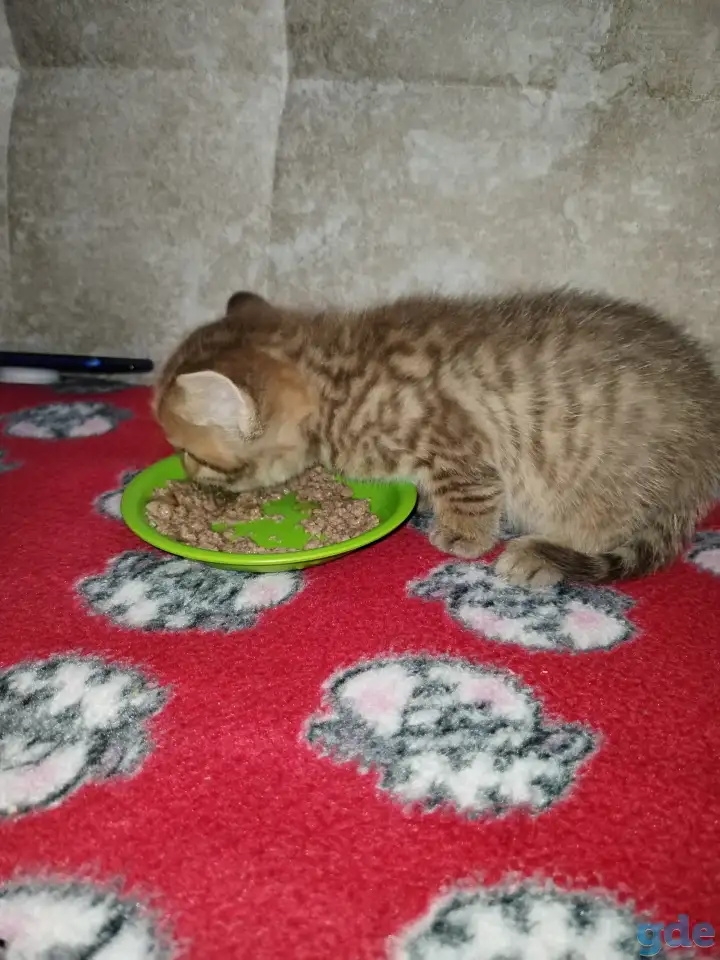 Шотландские котята, фотография 1