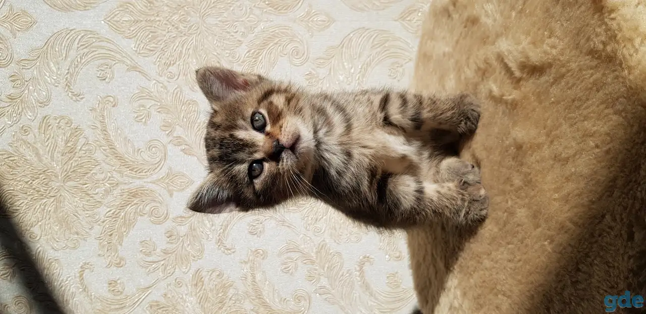 Котята шотландской прямоухой, фотография 2