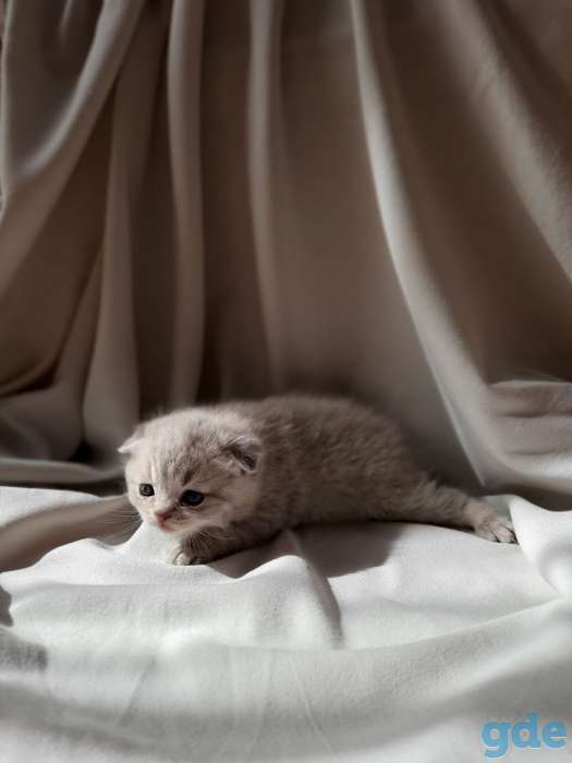 Шотландские котята, фотография 1