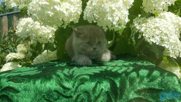 Шотландские клубные котята., фотография 7