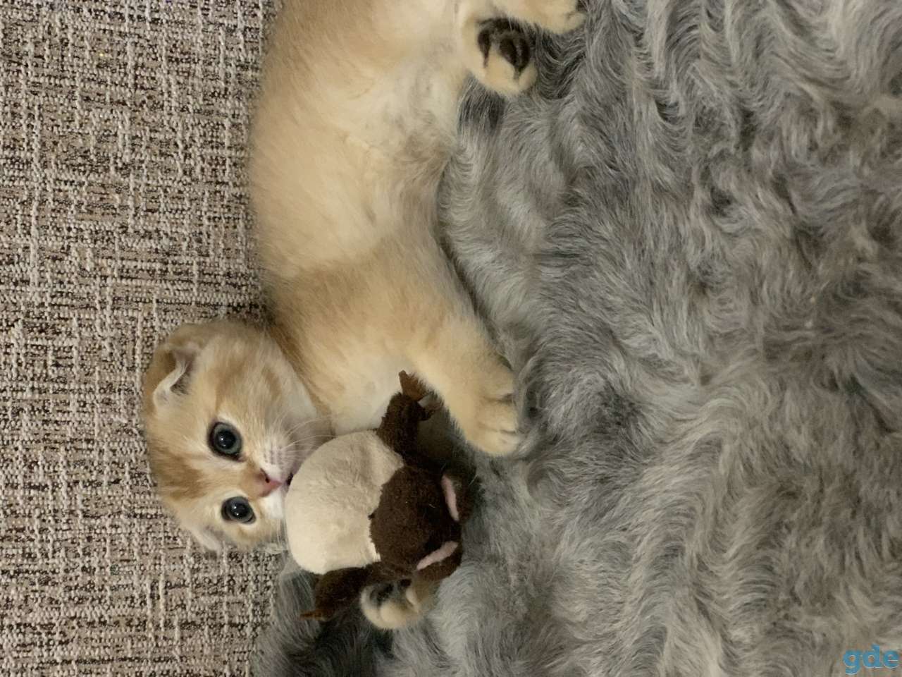 Шотландская кошечка, фотография 8
