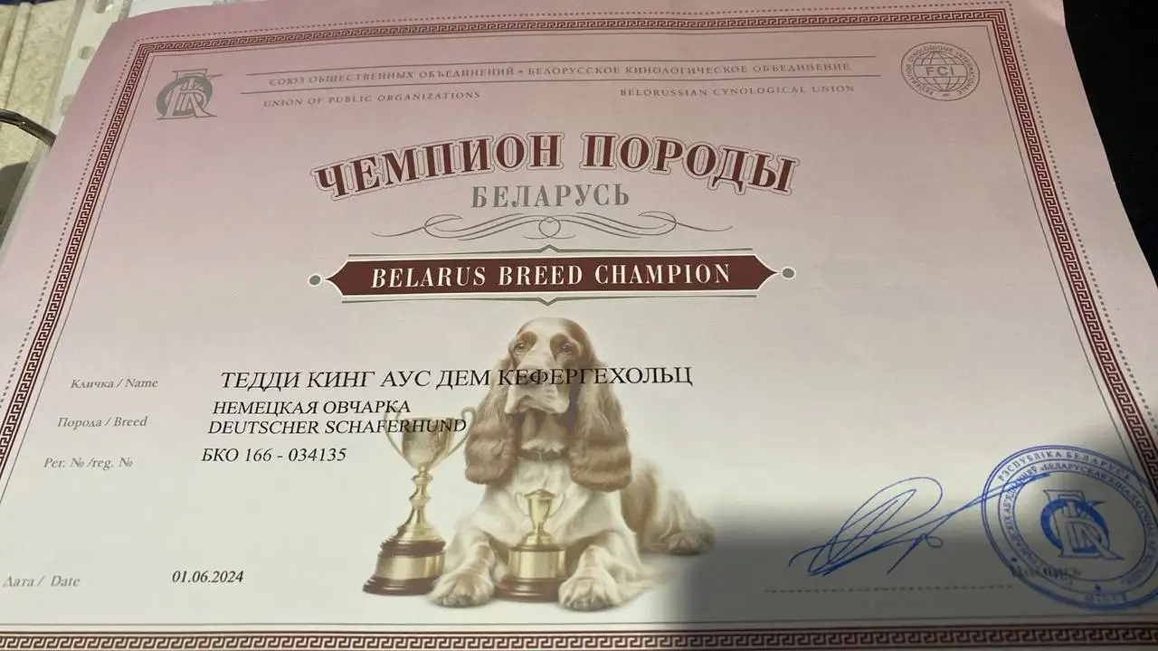 Щенки немецкой овчарки, фотография 12