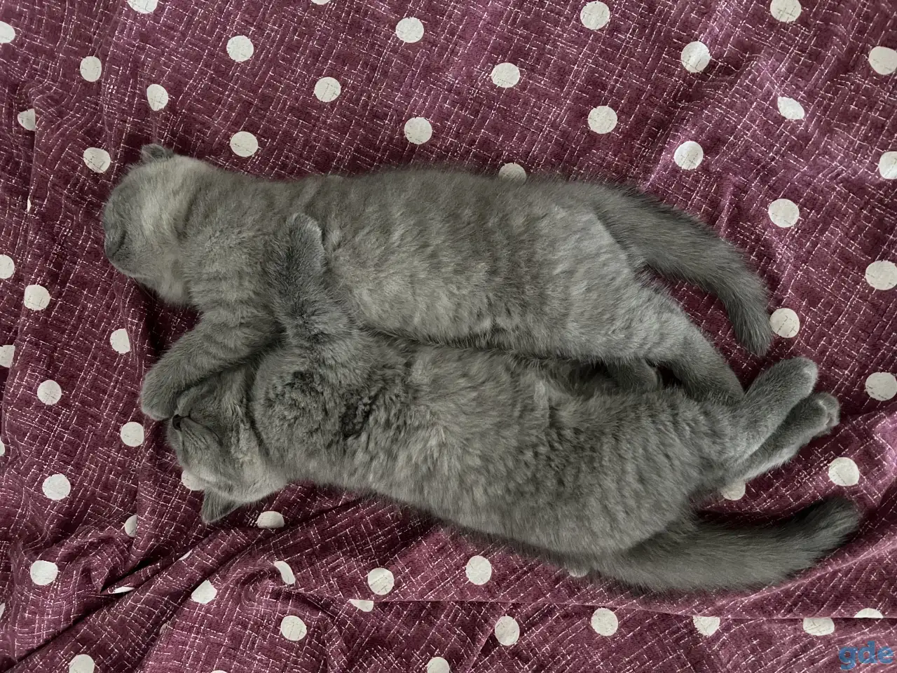 Шотландские котята, фотография 5