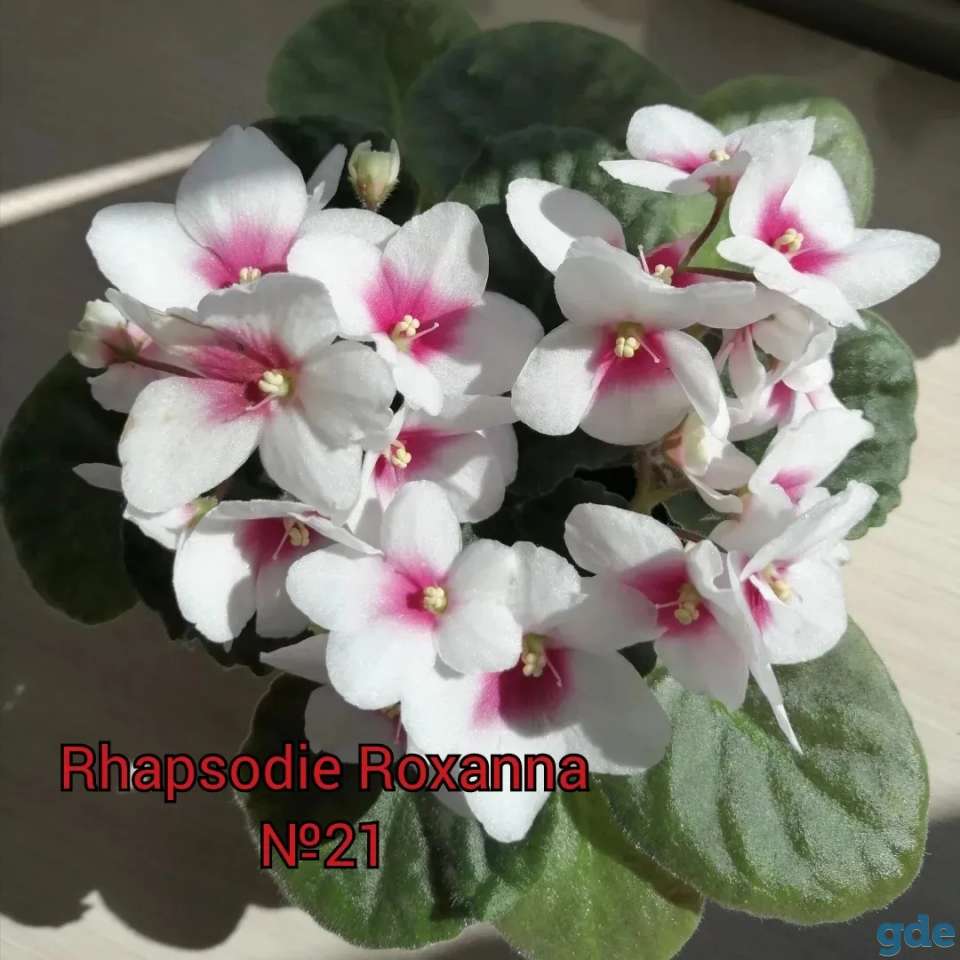 Фиалки. Сенполии. По Беларуси., фотография 11