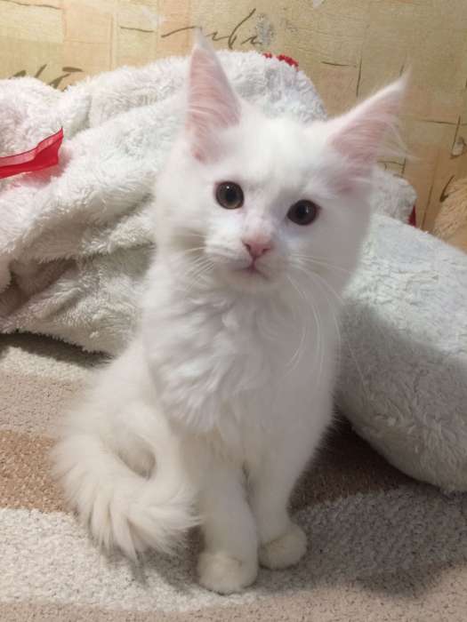 Кошка Мейн-кун, фотография 1