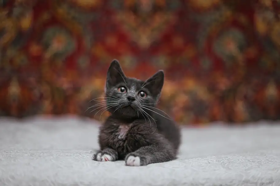 Маленький котенок Фунтик ищет дом!, фотография 5