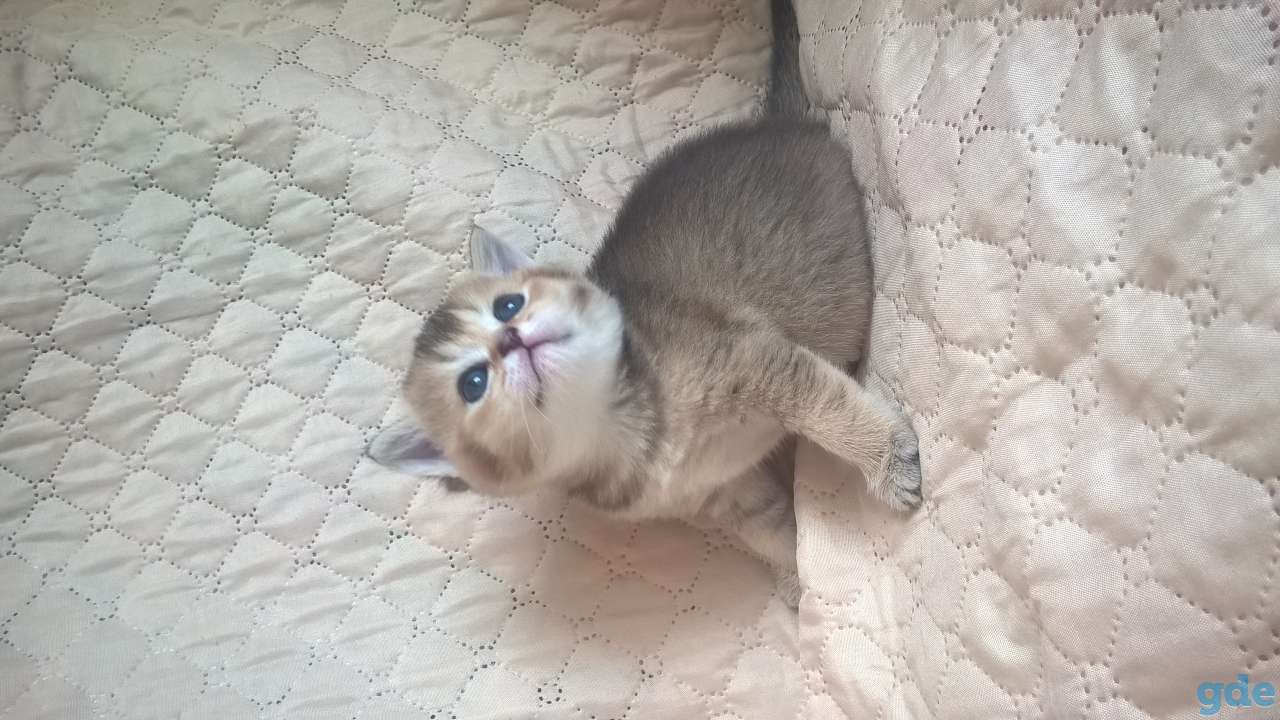 шотландские котята, фотография 12