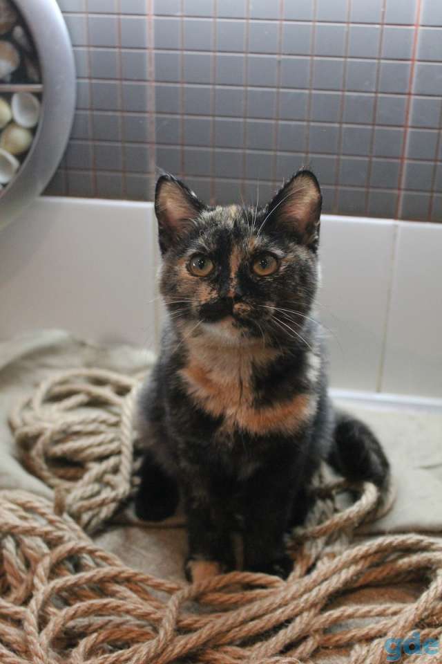 Европейские котята, фотография 4