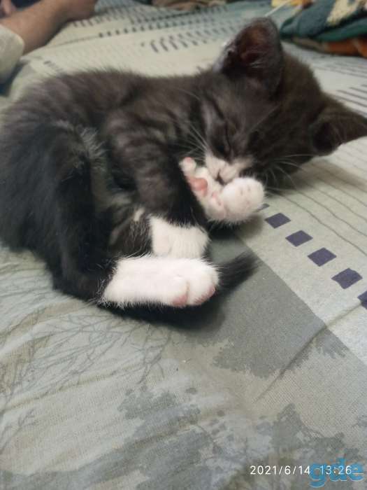 Котенок в дар, фотография 3
