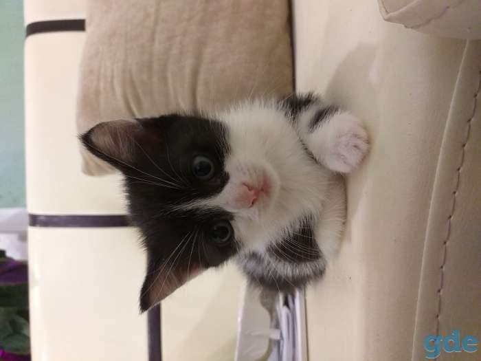 Котенок в добрые руки, фотография 2