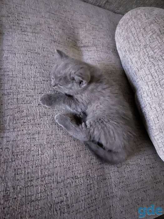 Британские котята, фотография 2