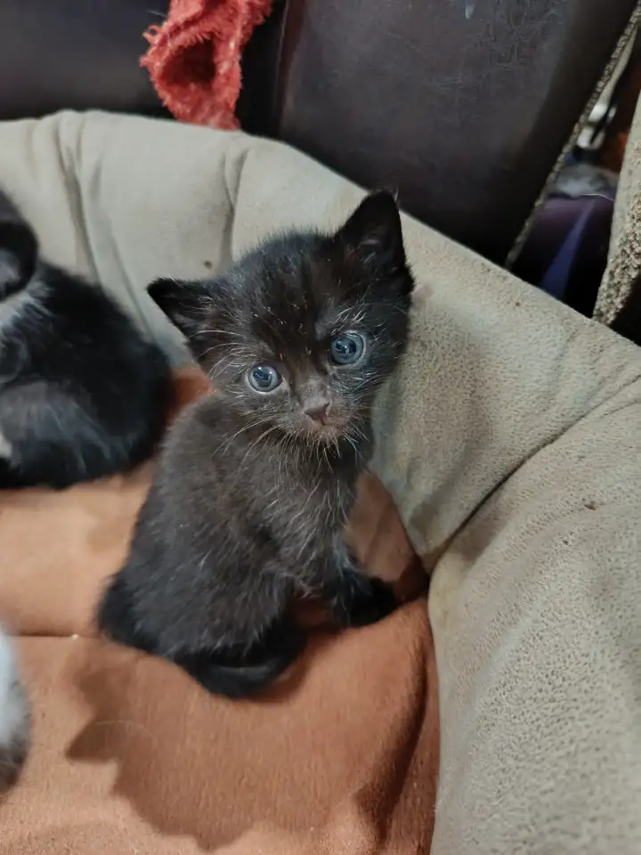 Котята в дар, фотография 4