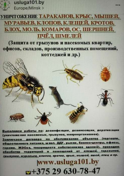 Осы, шершни, шмели. Все насекомые и грызуны. Травля, уничтожение, обезвреживание., фотография 1