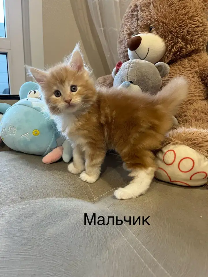 Котята, фотография 3