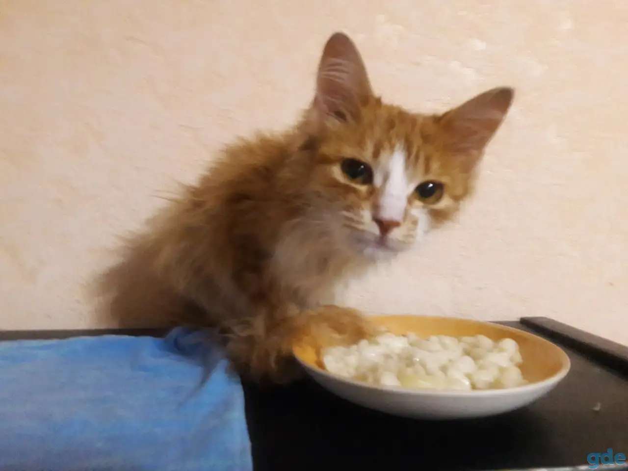 Котик Сантик, фотография 1