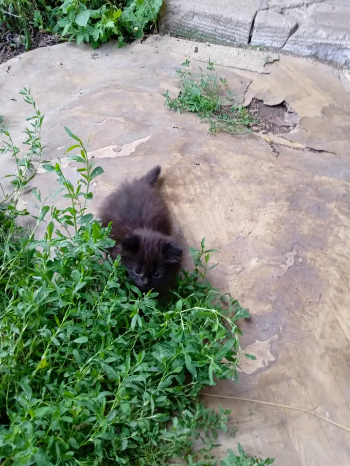Котята в дар, фотография 1