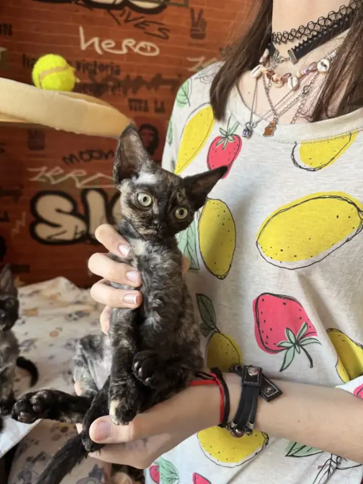 Девон Рекс котята, фотография 1