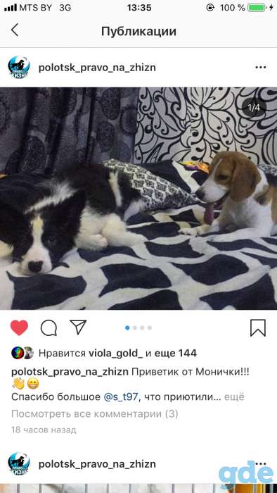 Собака в добрые руки!, фотография 3