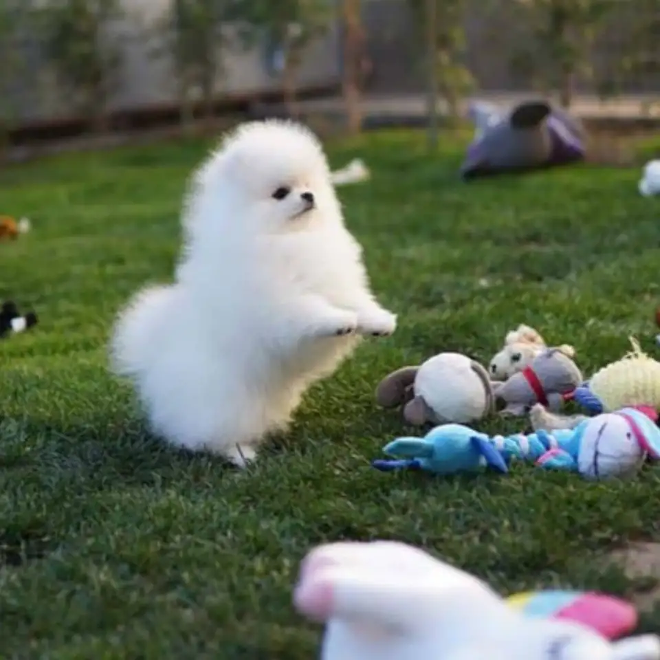 щенки померанского шпица суки и кобели готовы к отъезду, фотография 2