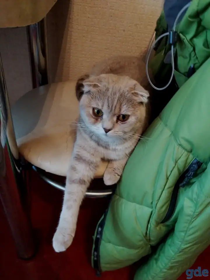 Котята шотландские вислоухие, фотография 9