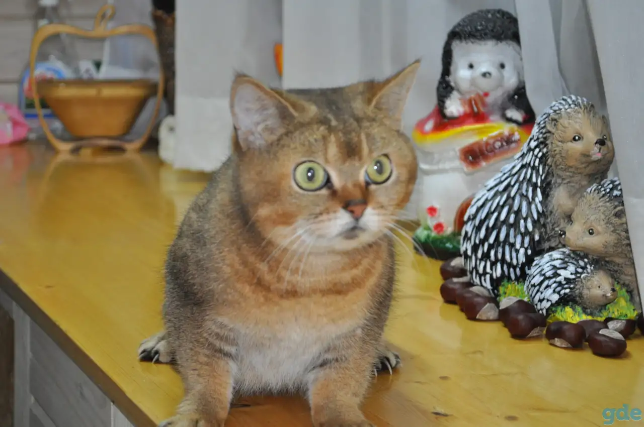 шотландский кот и кошка, фотография 1