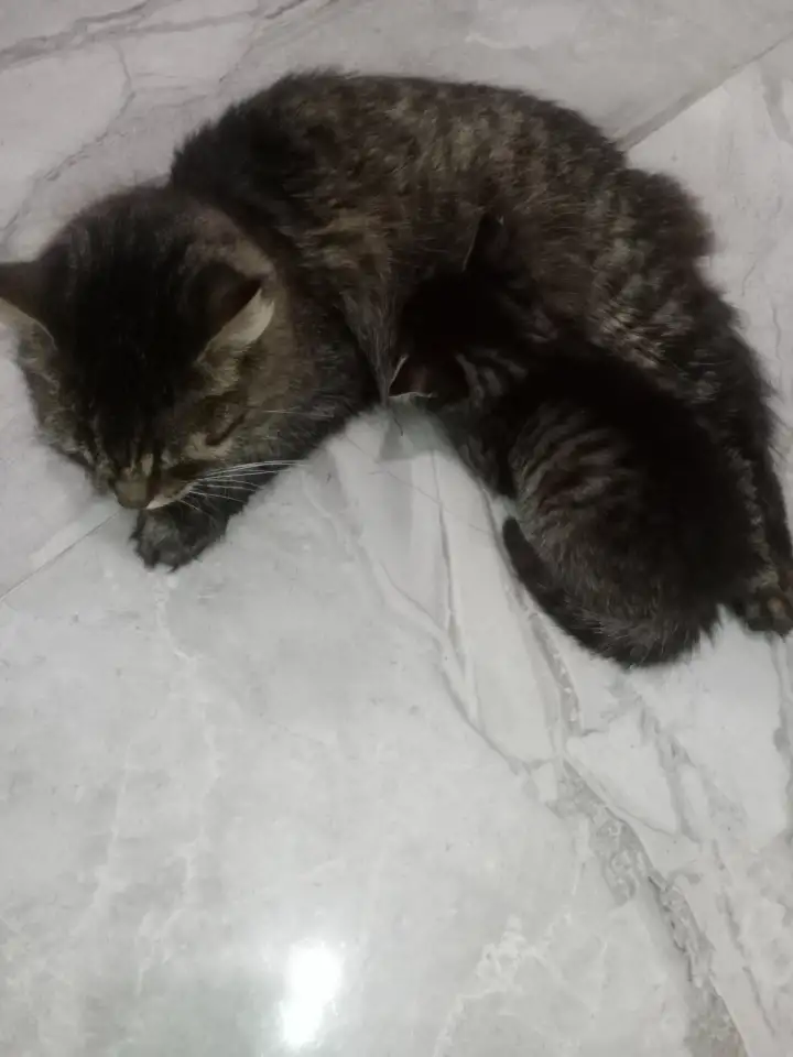 Красивая кошечка, фотография 2