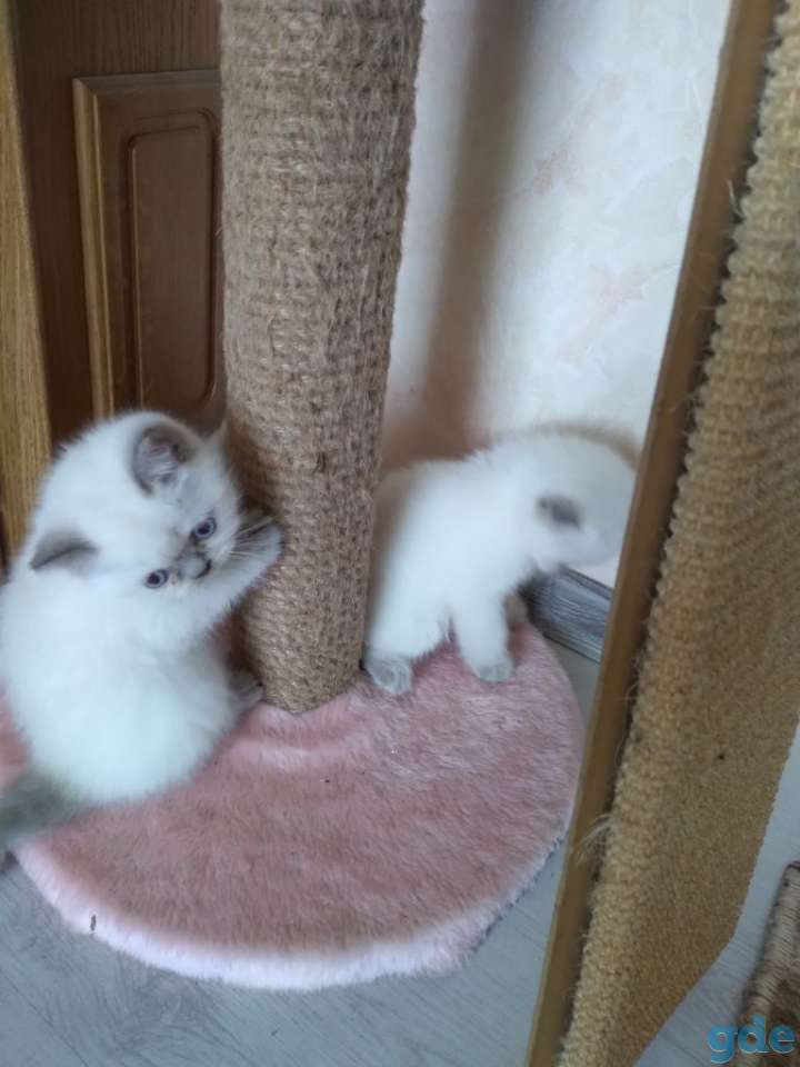 шотландские котята, фотография 5