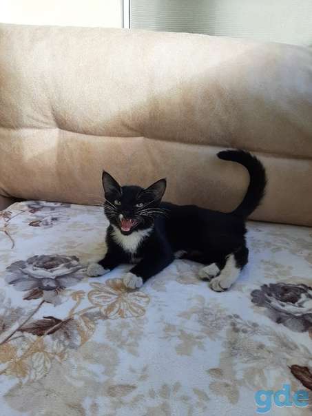 Котенок ищет дом, фотография 1