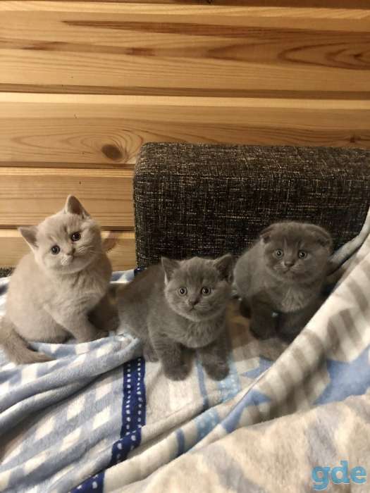 Продажа британских котят, фотография 1